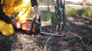 Best Tree Disease Treatment  in Mount Airy, GA